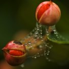 Pearls